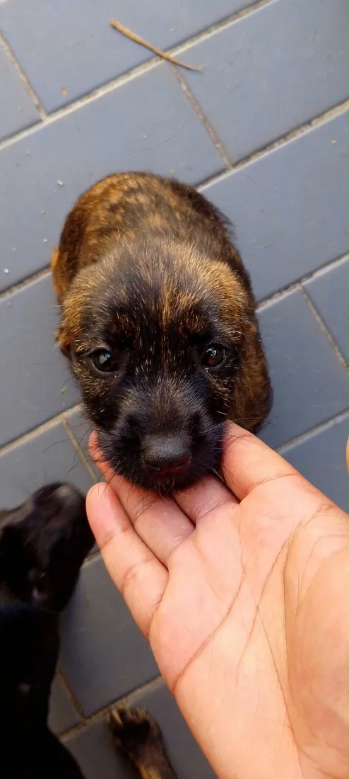 Cachorro raça SRD-ViraLata idade 2 a 6 meses nome Não tem nome