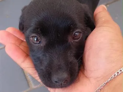 Cachorro raça SRD-ViraLata idade 2 a 6 meses nome Não tem nome