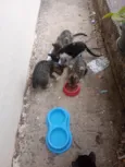 Tigrados e Frajola