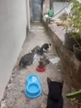 Tigrados e Frajola