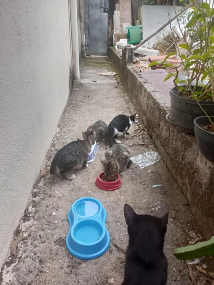 Gato raça SRD-ViraLata idade 2 a 6 meses nome Tigrados e Frajola