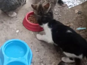 Gato raça SRD-ViraLata idade 2 a 6 meses nome Tigrados e Frajola