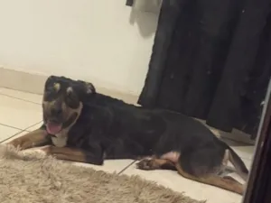 Cachorro raça SRD-ViraLata idade 3 anos nome Zorah