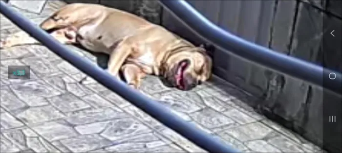 Cachorro raça Pit-Bull idade 6 ou mais anos nome Ralf 