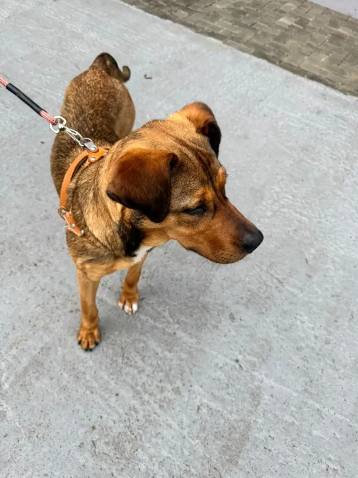 Cachorro raça SRD-ViraLata idade 7 a 11 meses nome AMBAR