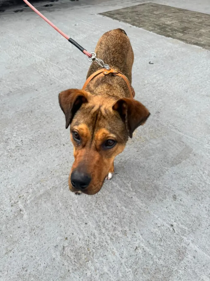 Cachorro raça SRD-ViraLata idade 7 a 11 meses nome AMBAR