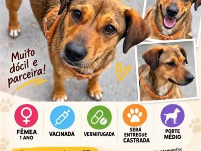 Cachorro raça SRD-ViraLata idade 7 a 11 meses nome AMBAR
