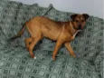 AMBAR