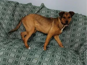 Cachorro raça SRD-ViraLata idade 7 a 11 meses nome AMBAR