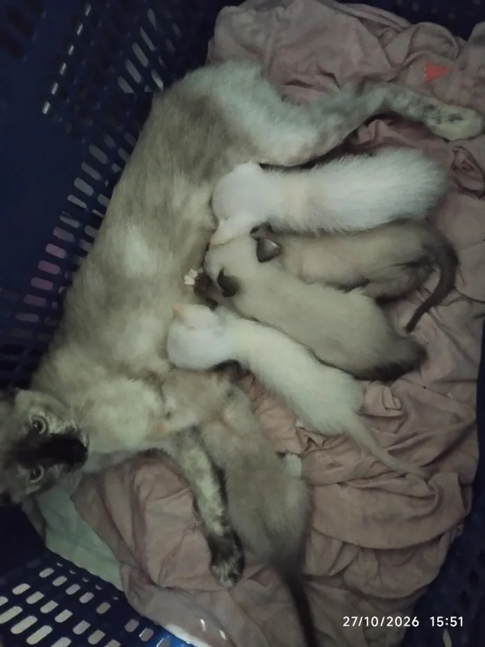 Gato raça SRD-ViraLata idade 7 a 11 meses nome jujuba e seus filhotes 