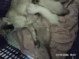 jujuba e seus filhotes 