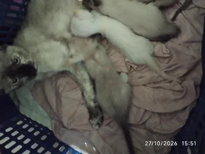 Gato raça SRD-ViraLata idade 7 a 11 meses nome jujuba e seus filhotes 