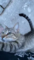 kiara