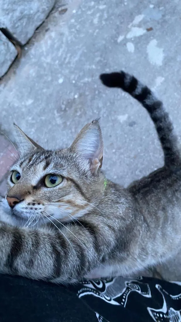 Gato raça SRD-ViraLata idade 2 anos nome kiara