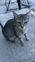 kiara