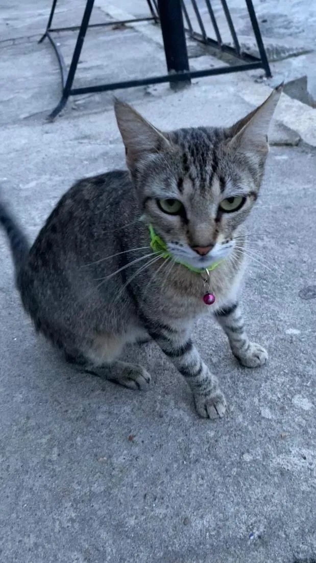 Gato raça SRD-ViraLata idade 2 anos nome kiara