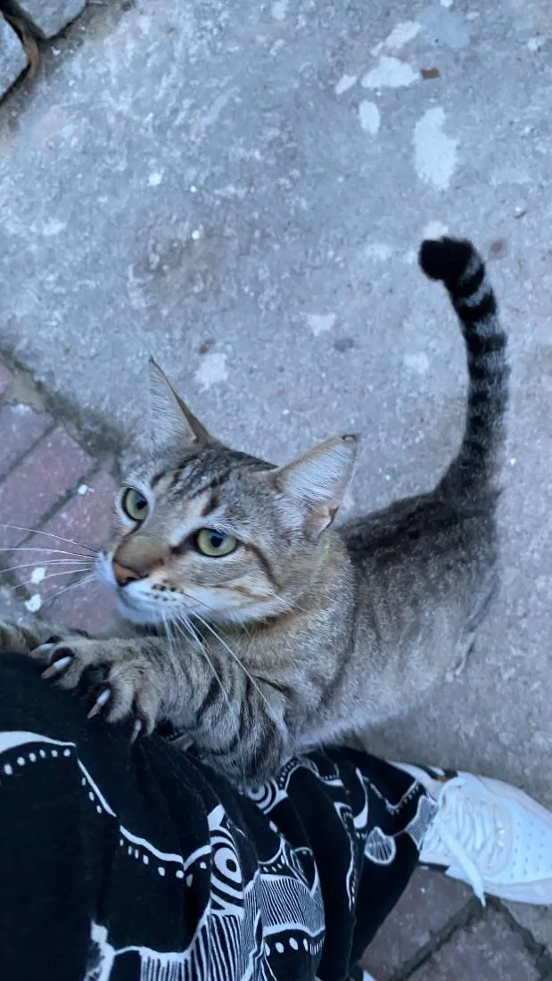 Gato raça SRD-ViraLata idade 2 anos nome kiara