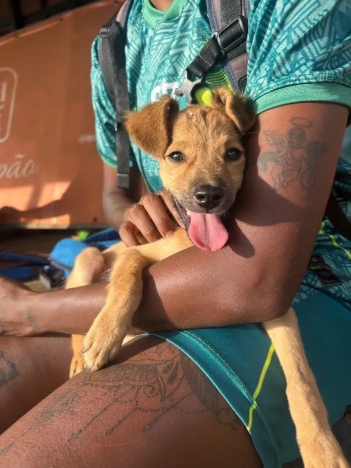 Cachorro raça SRD-ViraLata idade 2 a 6 meses nome (sem nome definido)