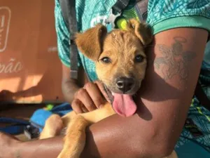 Cachorro raça SRD-ViraLata idade 2 a 6 meses nome (sem nome definido)