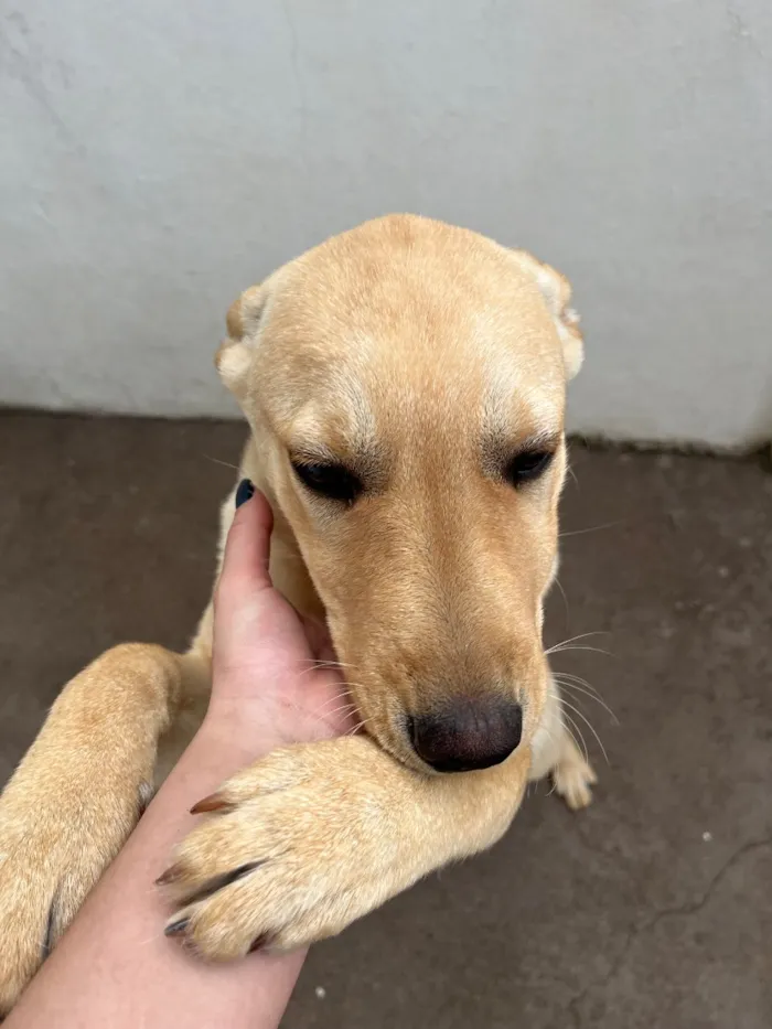 Cachorro raça SRD-ViraLata idade 2 a 6 meses nome Pastrame