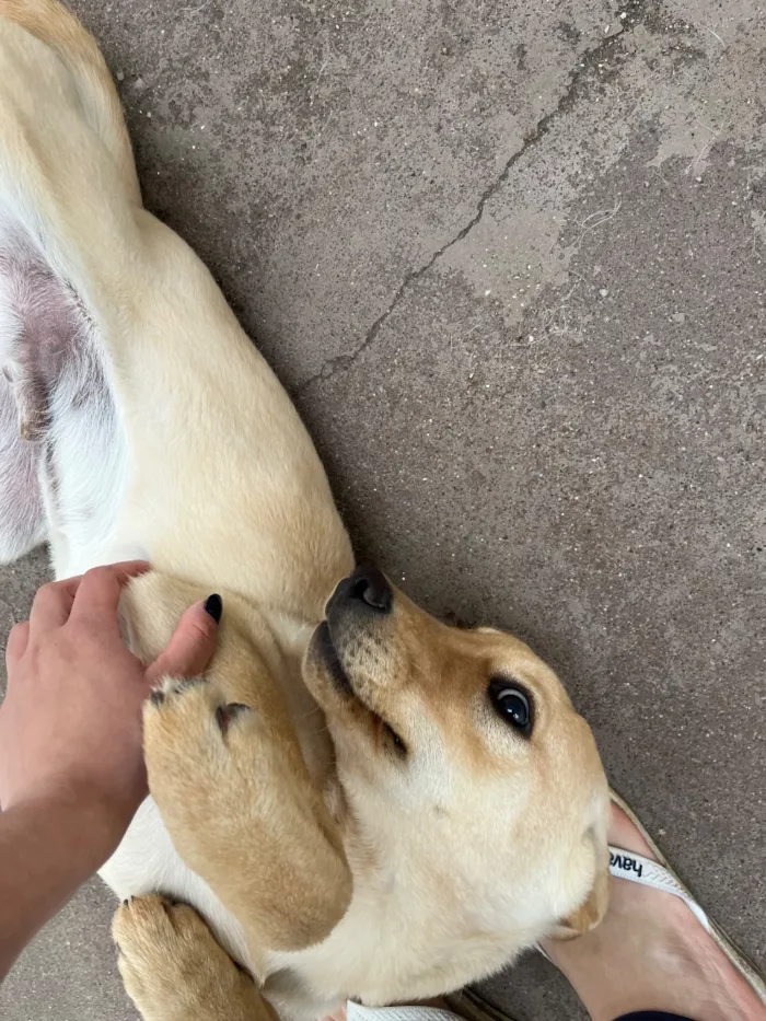 Cachorro raça SRD-ViraLata idade 2 a 6 meses nome Pastrame