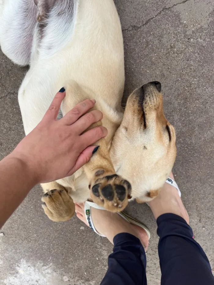 Cachorro raça SRD-ViraLata idade 2 a 6 meses nome Pastrame