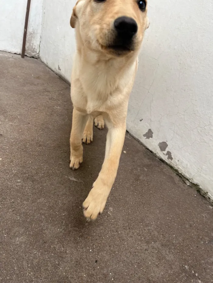 Cachorro raça SRD-ViraLata idade 2 a 6 meses nome Pastrame