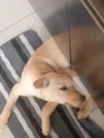 Pastrame