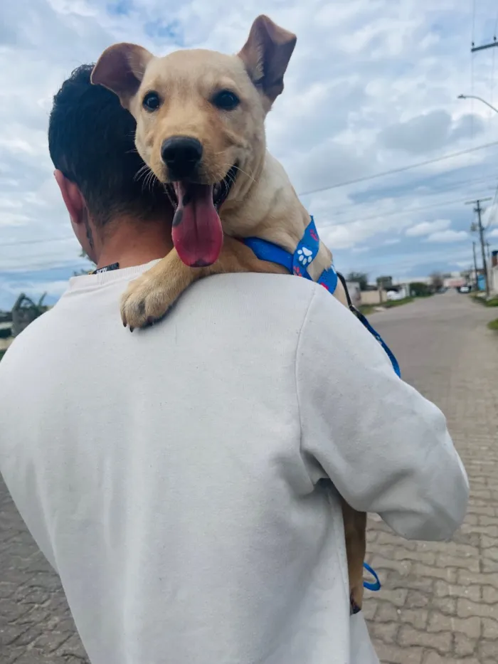 Cachorro raça SRD-ViraLata idade 2 a 6 meses nome Pastrame