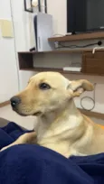 Pastrame