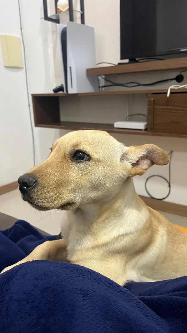 Cachorro raça SRD-ViraLata idade 2 a 6 meses nome Pastrame