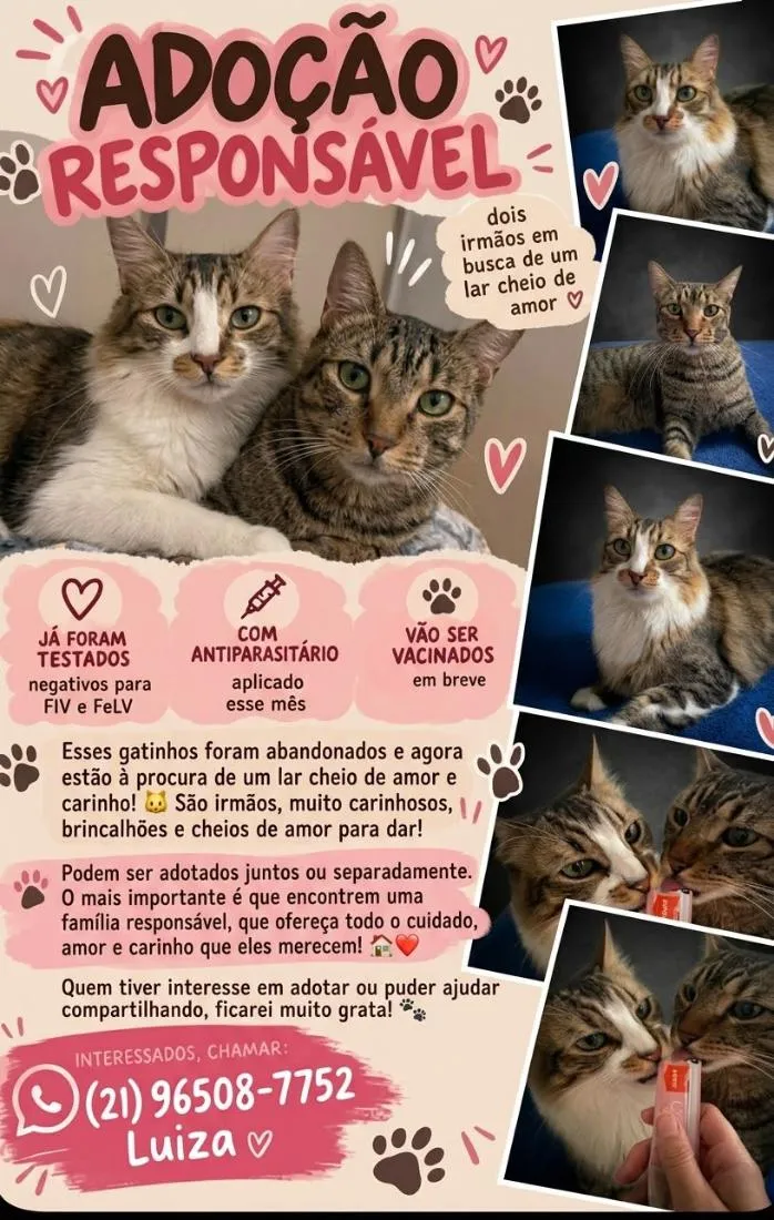 Gato raça SRD-ViraLata idade 2 anos nome Pingo e Zuka