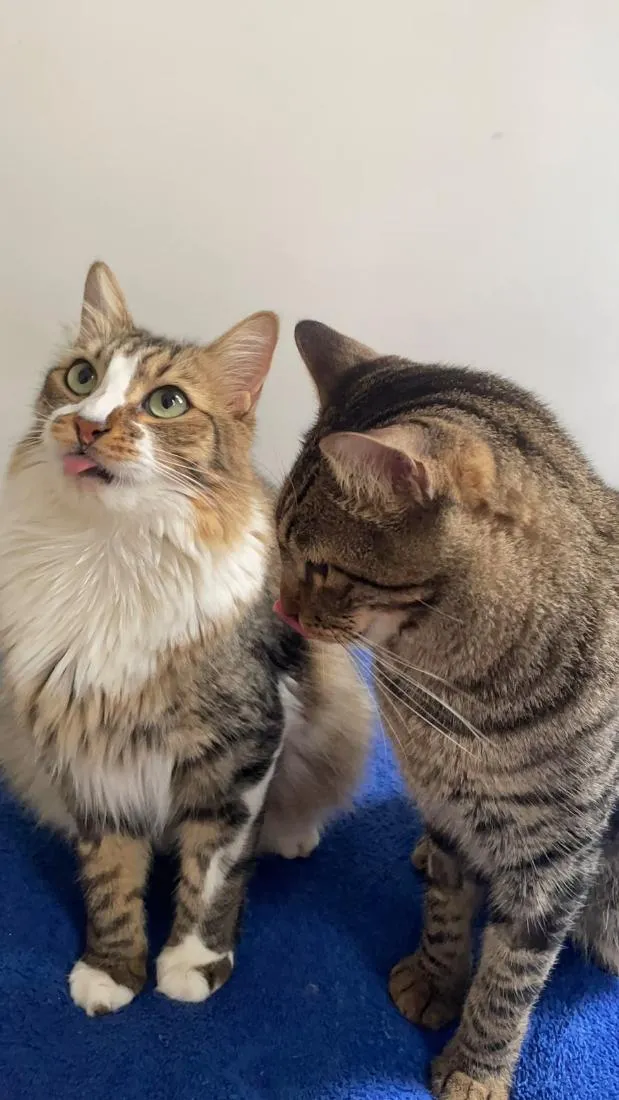 Gato raça SRD-ViraLata idade 2 anos nome Pingo e Zuka