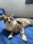 Pingo e Zuka