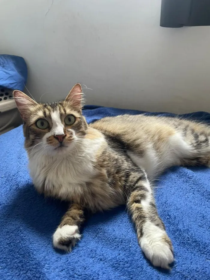 Gato raça SRD-ViraLata idade 2 anos nome Pingo e Zuka