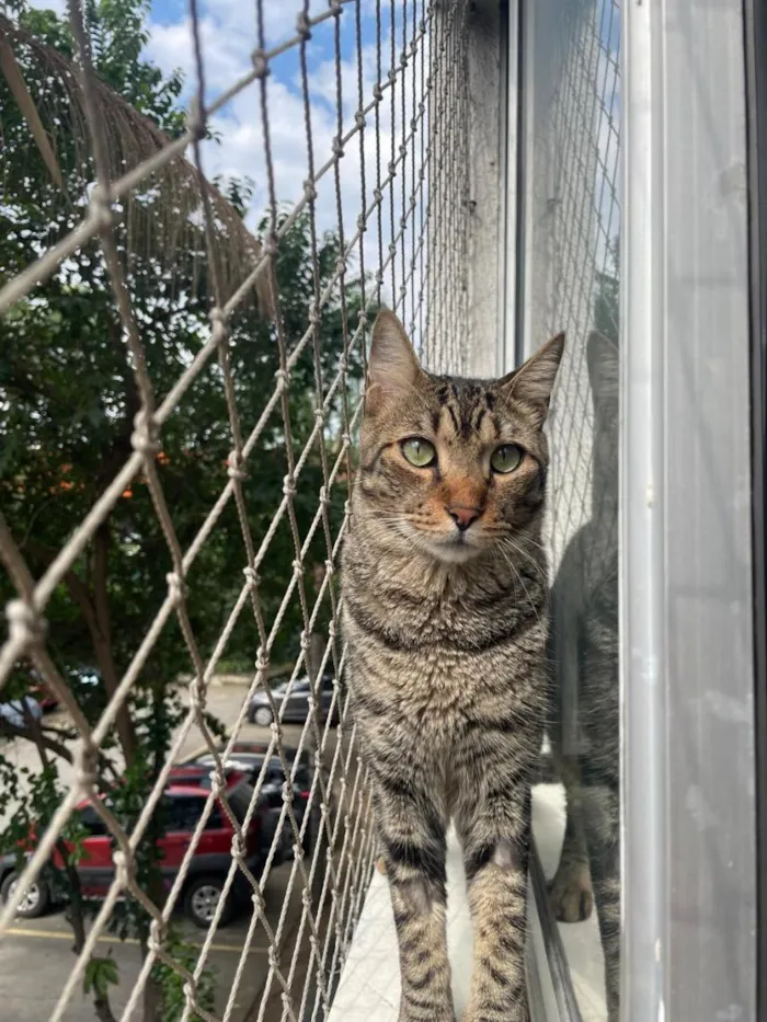 Gato raça SRD-ViraLata idade 2 anos nome Pingo e Zuka