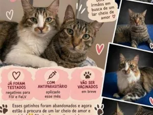 Gato raça SRD-ViraLata idade 2 anos nome Pingo e Zuka