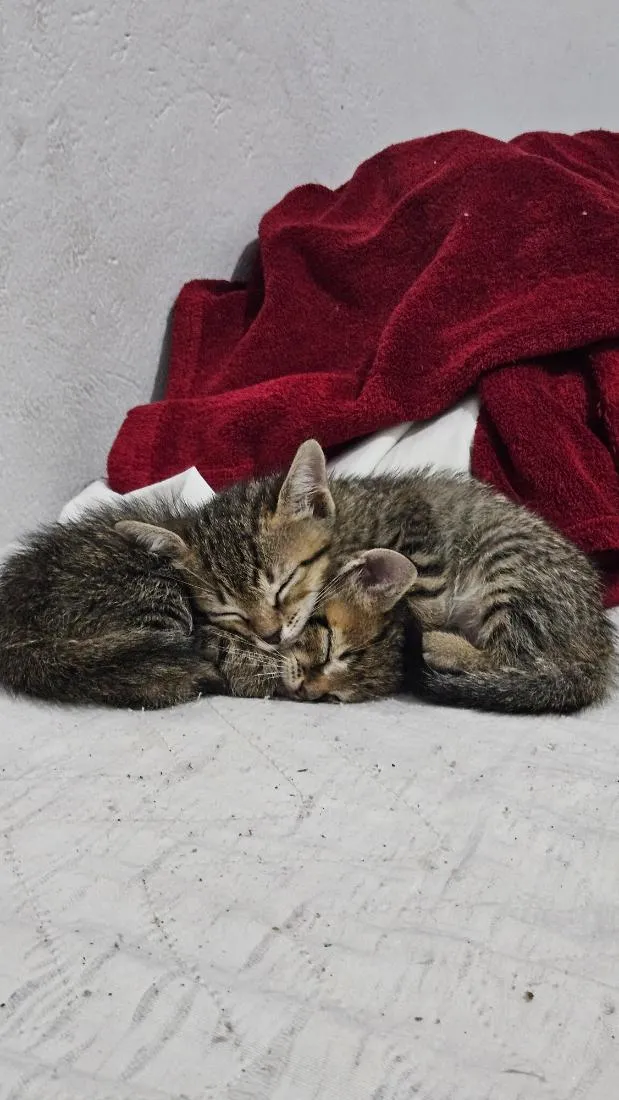 Gato raça SRD-ViraLata idade 2 a 6 meses nome Dinamite e Furacão