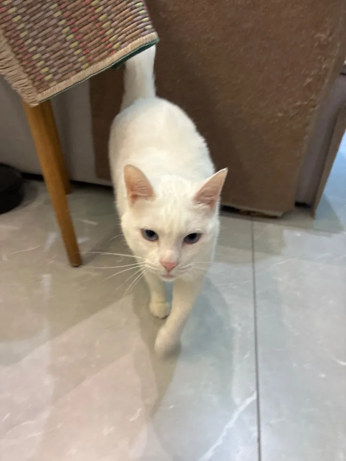 Gato raça SRD-ViraLata idade 4 anos nome esquerda
