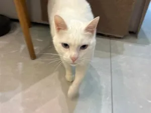 Gato raça SRD-ViraLata idade 4 anos nome esquerda