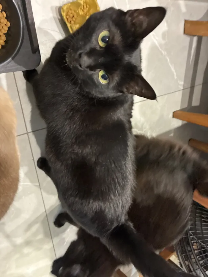 Gato raça SRD-ViraLata idade 4 anos nome Faísca