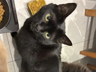 Gato raça SRD-ViraLata idade 4 anos nome Faísca