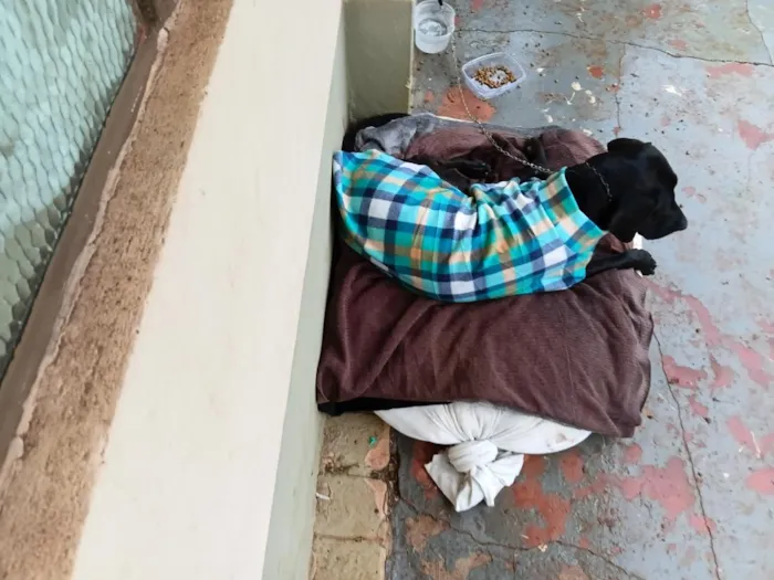 Cachorro raça SRD-ViraLata idade 6 ou mais anos nome Preto