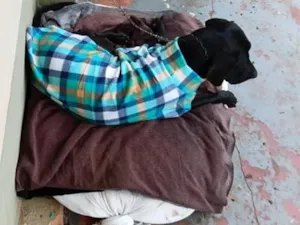 Cachorro raça SRD-ViraLata idade 6 ou mais anos nome Preto