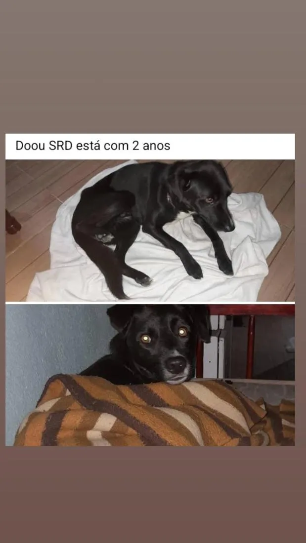 Cachorro raça SRD-ViraLata idade 2 anos nome narizinho 