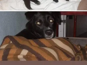 Cachorro raça SRD-ViraLata idade 2 anos nome narizinho 