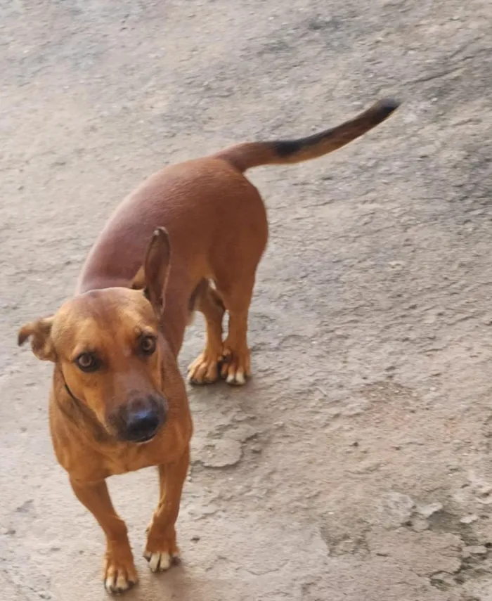 Cachorro raça SRD-ViraLata idade 1 ano nome thor