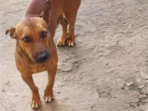 Cachorro raça SRD-ViraLata idade 1 ano nome thor