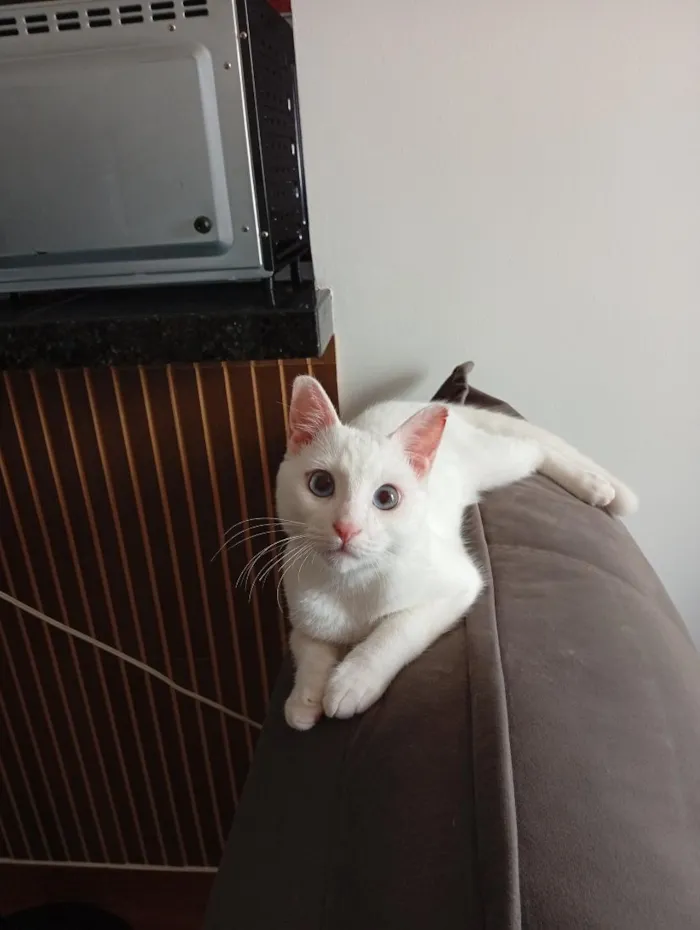 Gato raça SRD-ViraLata idade 7 a 11 meses nome Théo
