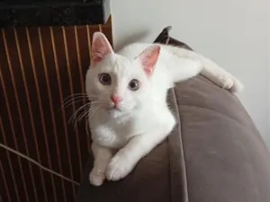 Gato raça SRD-ViraLata idade 7 a 11 meses nome Théo